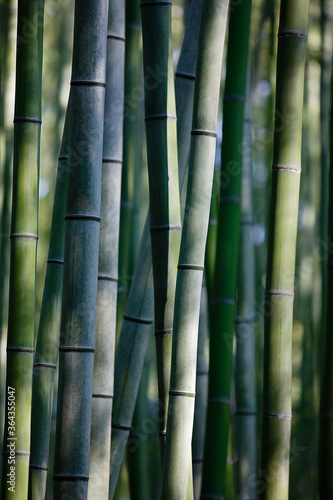 Fototapeta Naklejka Na Ścianę i Meble -  Close up of bamboo vines
