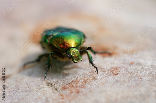 Close up of green bronze beetle. Concept of wildlife.