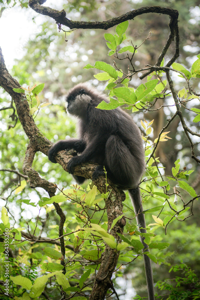 Obraz premium petit singe dans des arbres aux fleurs roses dans les montagnes du Sri Lanka