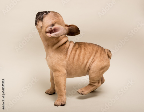 French Bulldog puppy. Cute little puppy. photo