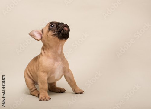 French Bulldog puppy. Cute little puppy. photo