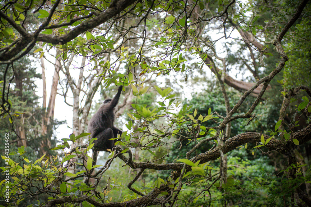 petit singe dans des arbres aux fleurs roses dans les montagnes du Sri Lanka petit singe dans des arbres aux fleurs roses dans les montagnes du Sri Lanka