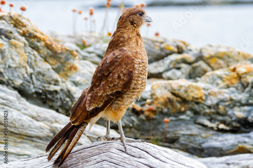 Obraz na płótnie cinereous harrier in Tierra del Fuego, Argentina