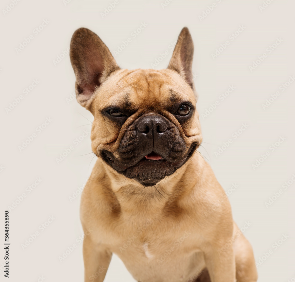 Adorable young French Bulldog. Close up portrait of a dog