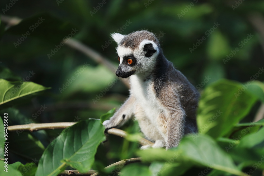 Obraz premium Portrait of young ring-tailed lemur, Lemur catta, sitting in green leaves. Primate with beautiful orange eyes. Endangered animal. Wildlife scene with cute mammal. Habitat Madagascar, Africa.