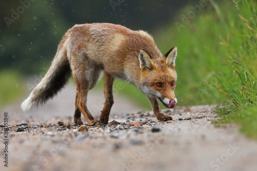 Red fox, Vulpes vulpes, on path in meadow. Hungry beast sniffs about prey in spring rain. Fox sticks out tongue. Wildlife scene with cute fur animal in natural habitat. Summer in nature.