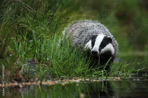 European badger, Meles meles, at forest lake. Cute wild animal in grass about to drink. Big male in rainy day. Wildlife scene from nature. Black and white striped forest beast. Spring in highlands.