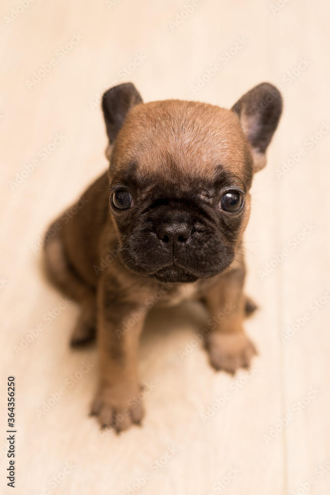 One-month-old French Bulldog puppy. Cute little puppy.