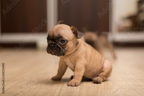 Fototapeta Naklejka Na Ścianę i Meble -  One-month-old French Bulldog puppy. Cute little puppy.