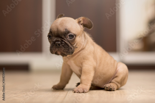 One-month-old French Bulldog puppy. Cute little puppy. © Hanna Aibetova