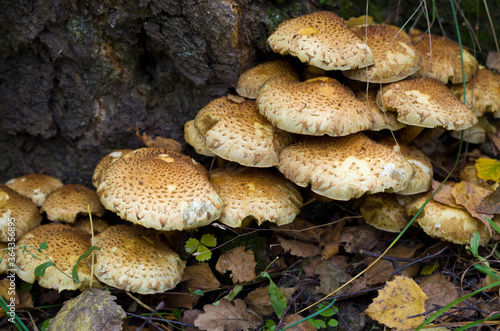 Fényképezés Autumn honey mushrooms under the tree.