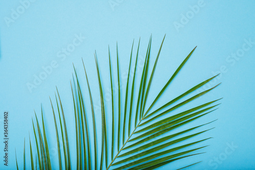 Creative layout from tropical green fresh leaves on blue background. Top view. Flat lay. Free space for text. Minimal summer exotic concept with copy space.