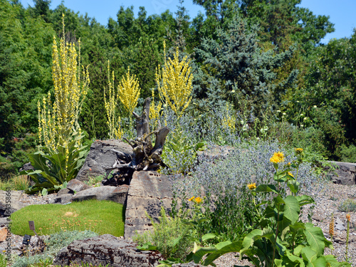 Olympic Mullein, is a genus of about 360 species of flowering plants in the figwort family Scrophulariaceae.  photo