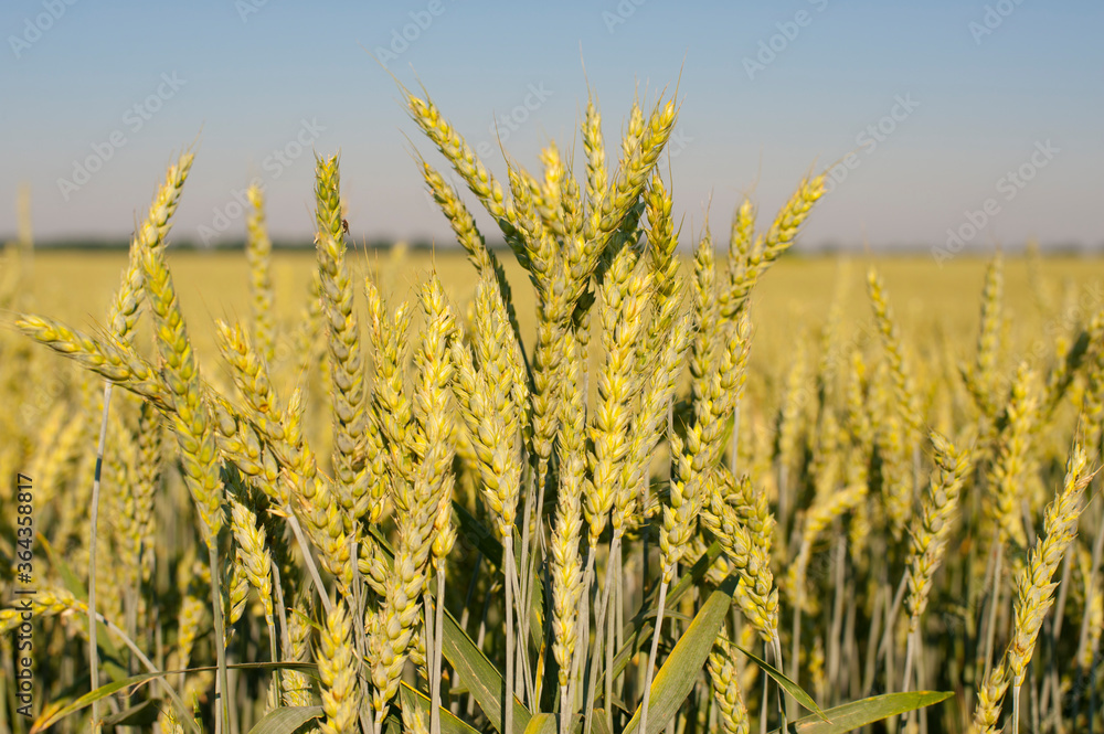 Obraz premium field background with spikelets of wheat close-up