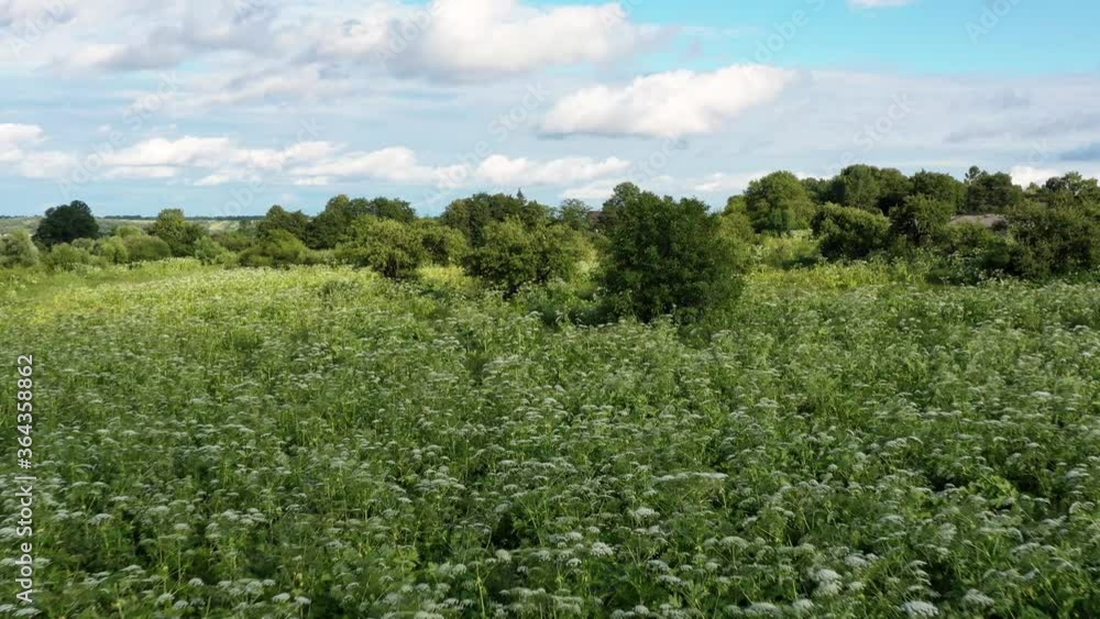 Many poison plants Giant Hogweed (Heracleum, Cow Parsnip) in abandoned orchard. Juice of this dangerous plant forming burns and blisters on human skin Many poison plants Giant Hogweed (Heracleum, Cow Parsnip) in abandoned orchard. Juice of this dangerous plant forming burns and blisters on human skin