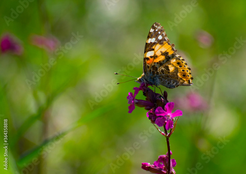 
orange butterfly sits on a flower green background
