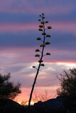 Century agave plant silhouetted by magenta and blue cloudy sky at sunset.