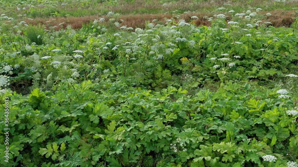 Many poison plants Giant Hogweed (Heracleum, Cow Parsnip) in abandoned orchard. Juice of this dangerous plant forming burns and blisters on human skin Many poison plants Giant Hogweed (Heracleum, Cow Parsnip) in abandoned orchard. Juice of this dangerous plant forming burns and blisters on human skin