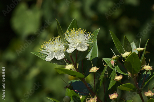Myrtus communis ( Common Myrtle) white flower