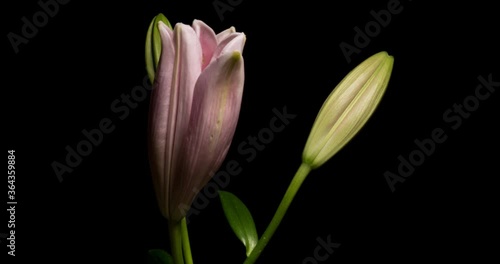Timelapse of lily flower blooming on black background / Oriental Lily