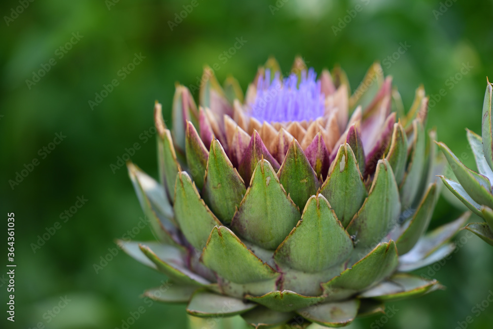 A green artichoke begins to bloom purple in the garden A green artichoke begins to bloom purple in the garden