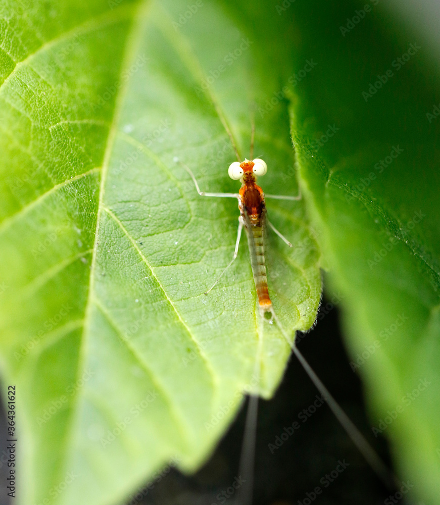un drôle d'insecte sur une feuille verte un drôle d'insecte sur une feuille verte