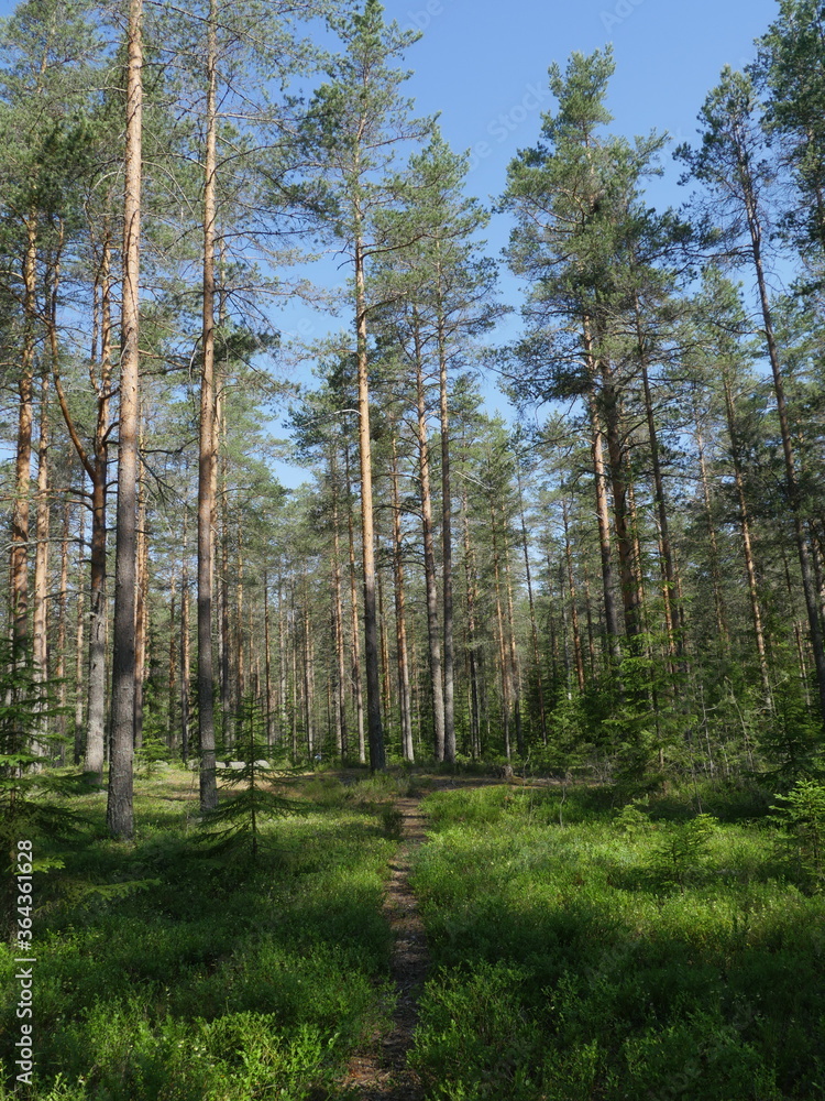 path in a pine forest with tall trees beautiful summer landscape path in a pine forest with tall trees beautiful summer landscape