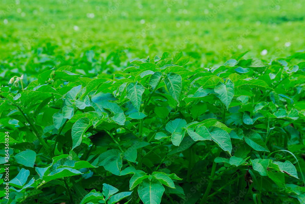 Obraz premium Potatoes are planted in rows on the field.