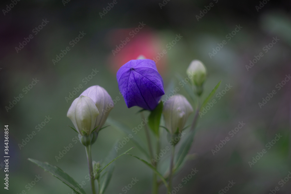 purple flower in spring