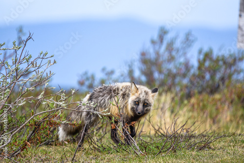 Stunning black, silver, red fox seen in the wild in northern Canada, Yukon Territory. 