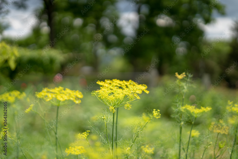 Fototapeta premium dill in the field