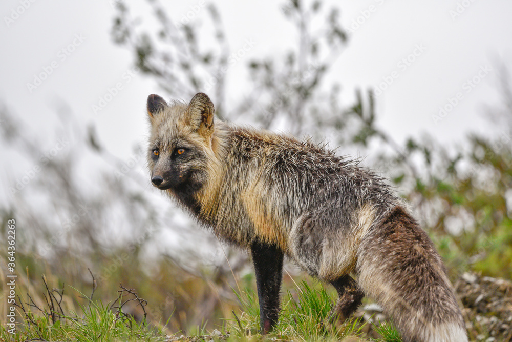 Stunning black, silver, red fox seen in the wild in northern Canada, Yukon Territory. Stunning black, silver, red fox seen in the wild in northern Canada, Yukon Territory.