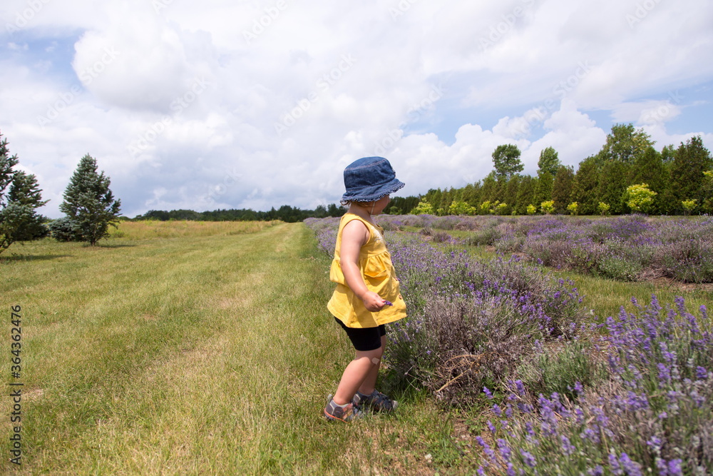 Side view of cute chubby toddler girl standing in field next to a row of lavender holding a flower during a hot summer morning, Island of Orleans, Quebec, Canada Side view of cute chubby toddler girl standing in field next to a row of lavender holding a flower during a hot summer morning, Island of Orleans, Quebec, Canada