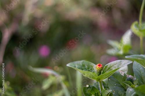 flower bud