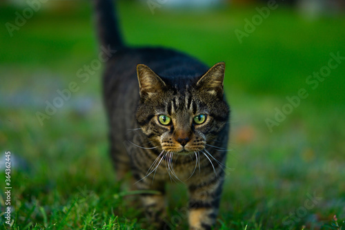 Wallpaper Mural cat on grass Torontodigital.ca