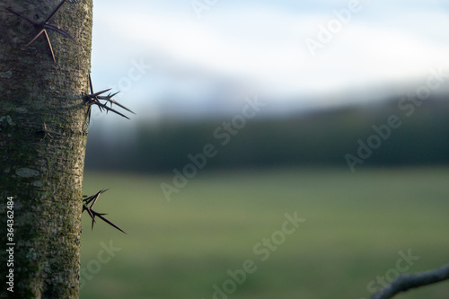 thorns