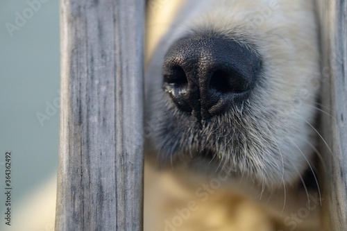 the nose knows