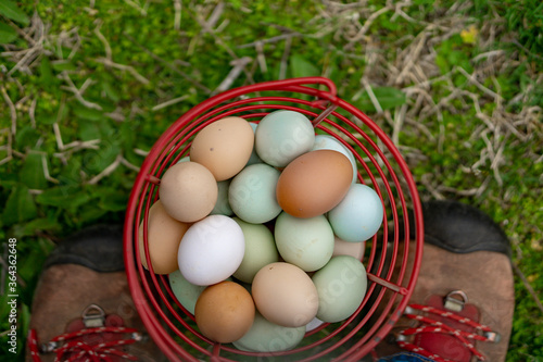 eggs in a basket