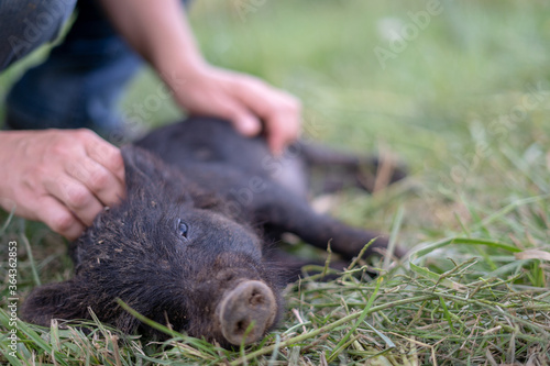 Belly Scratches