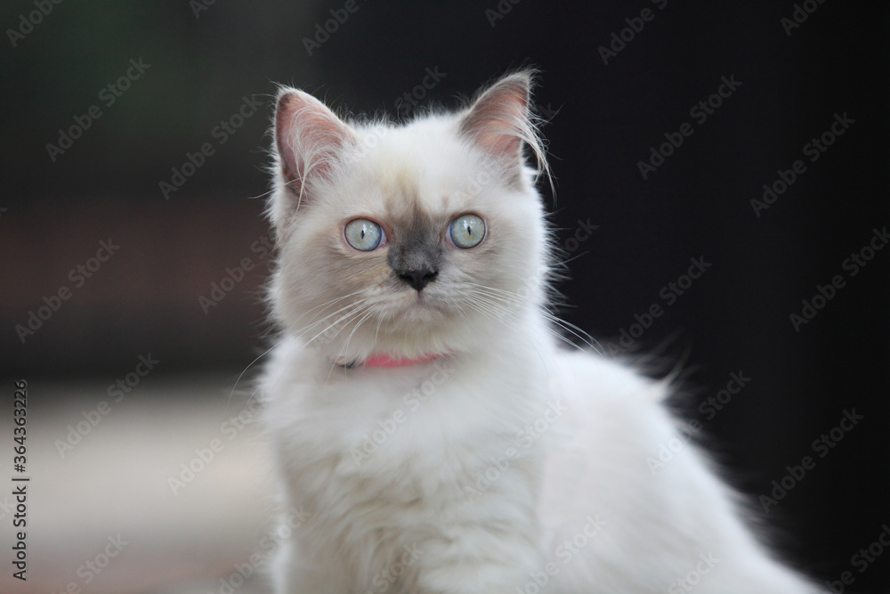 Persian kitten, 3-4 months old, in front of nature  background