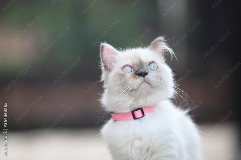 Persian kitten, 3-4 months old, in front of nature background Persian kitten, 3-4 months old, in front of nature background