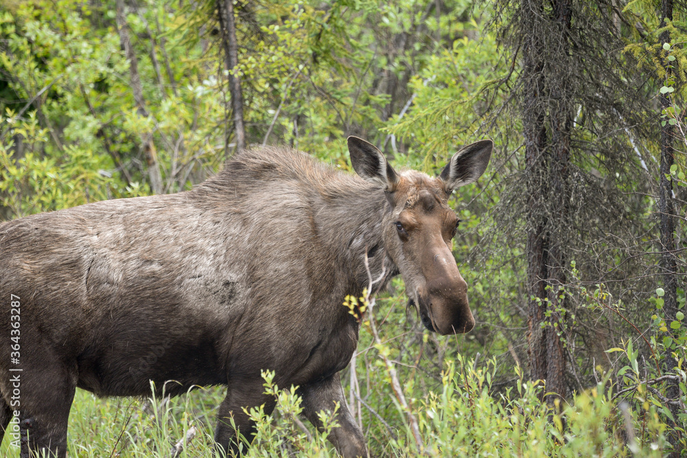Large moose looking at camera directly in the summer with green trees, woods background. Large moose looking at camera directly in the summer with green trees, woods background.