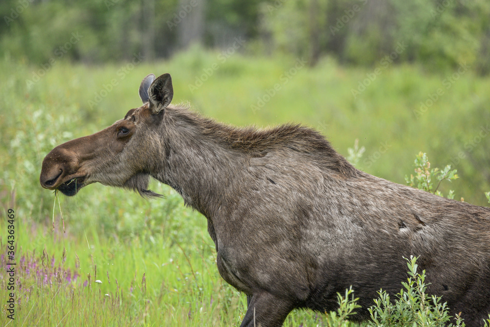 Side profile of a large adult moose taken in Yukon Territory, northern Canada in the summer time. Side profile of a large adult moose taken in Yukon Territory, northern Canada in the summer time.