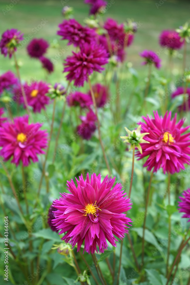 Purple Dahlias Yellow pistils