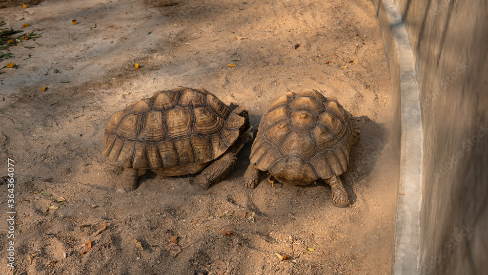 .The process of mating turtles in the zoo. Breeding turtles around the ...
