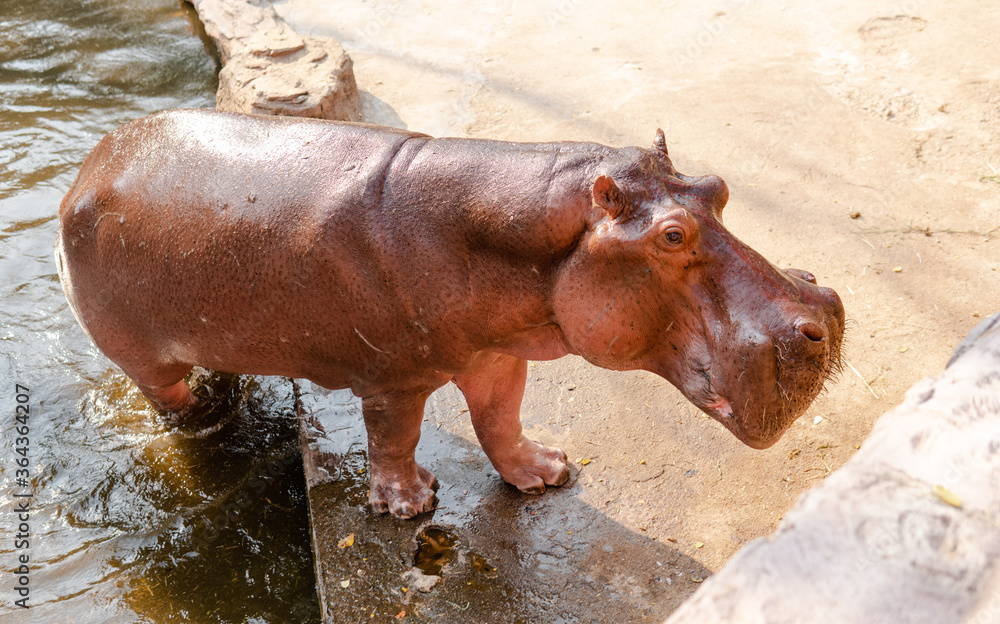 breeding and care of hippos in the zoo. Care and control of the world's hippo population
