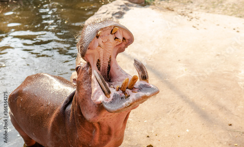 breeding and care of hippos in the zoo. Care and control of the world's hippo population