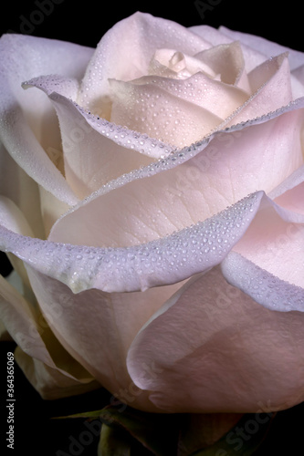 Pink Roses with Dew