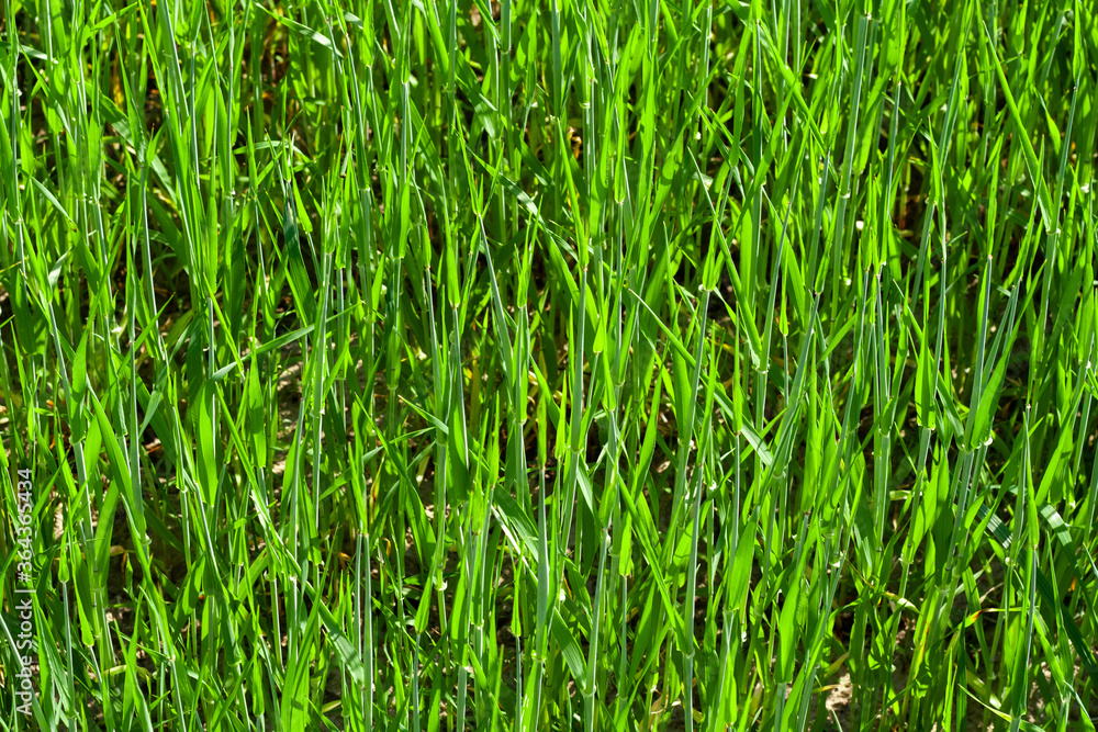 light green wheat field close-up. Wheat. Green lawn. corn. sprouts. the sun. vivid green grass landscape field. Oats rye, barley. Juicy fresh unripe ears of young cereal on nature light green wheat field close-up. Wheat. Green lawn. corn. sprouts. the sun. vivid green grass landscape field. Oats rye, barley. Juicy fresh unripe ears of young cereal on nature