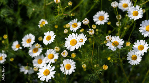 Beautiful field of camomiles on sunny day in nature closeup. Daisy flowers  wildflowers  spring day. Many marguerites on meadow in garden with nice white petals and blossoms. Banner for web site